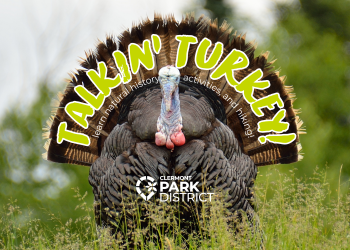 turkey tom 